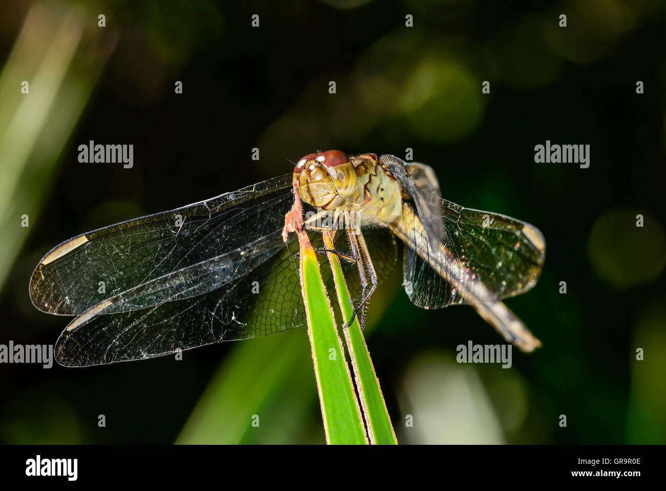 Four-spotted Pennant Stock Photo