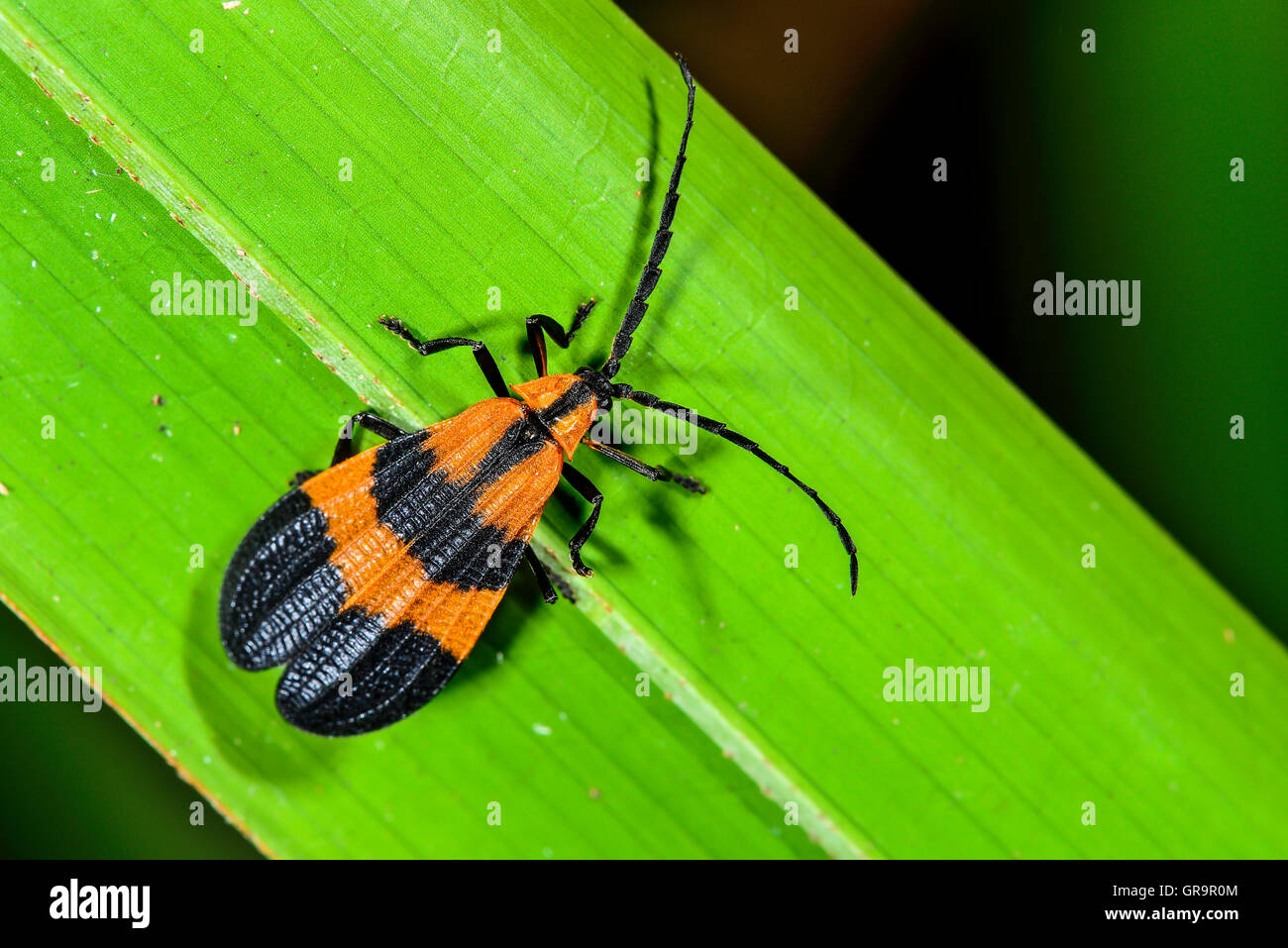 Reticulated Netwinged Beetle Stock Photo
