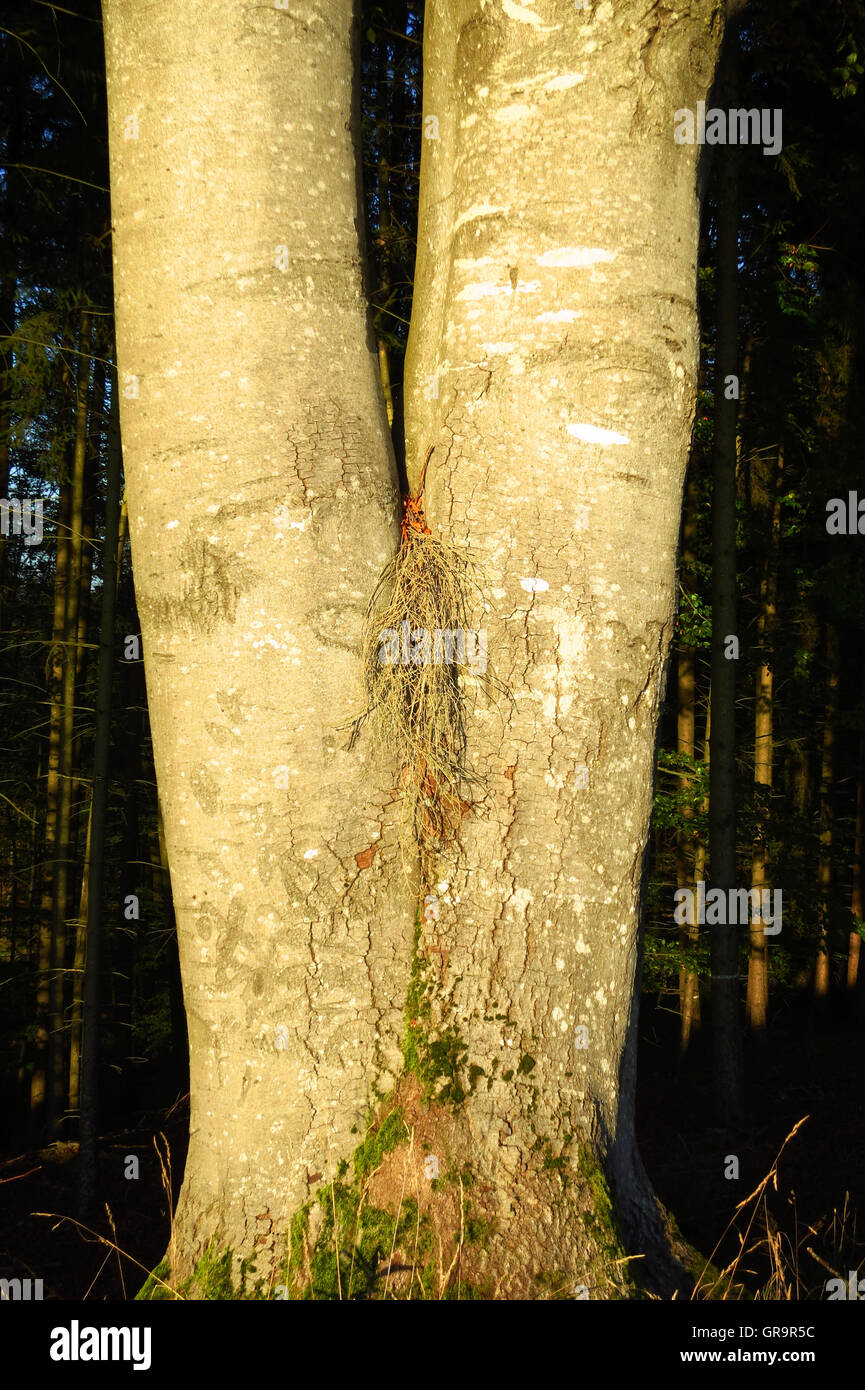 Twin beech in hi-res stock photography and images - Alamy