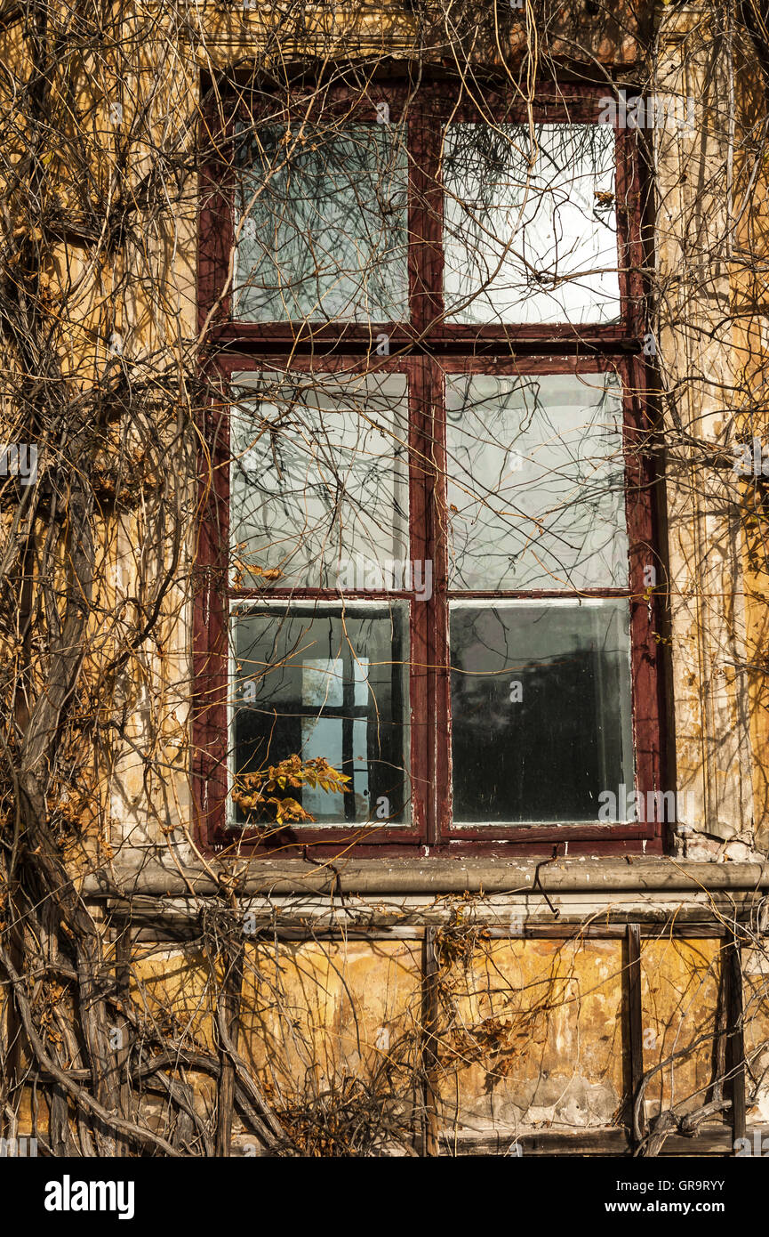 Old overgrown palace window Stock Photo