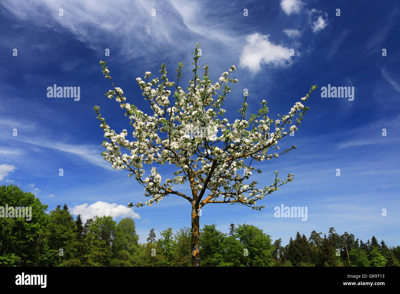 Apple Tree Fields High Resolution Stock Photography and Images - Alamy