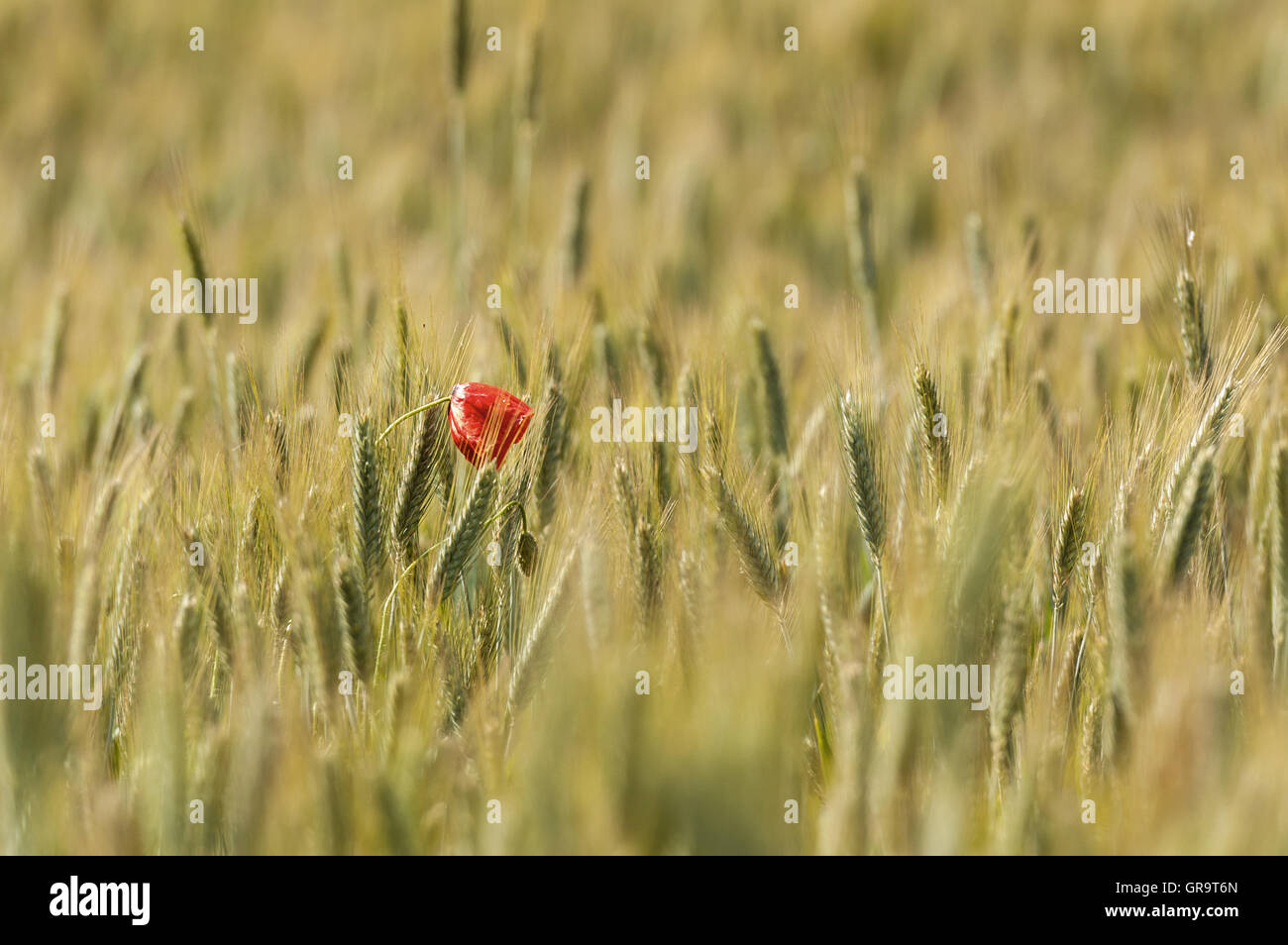 Poppy flower farm with nature hi-res stock photography and images - Alamy