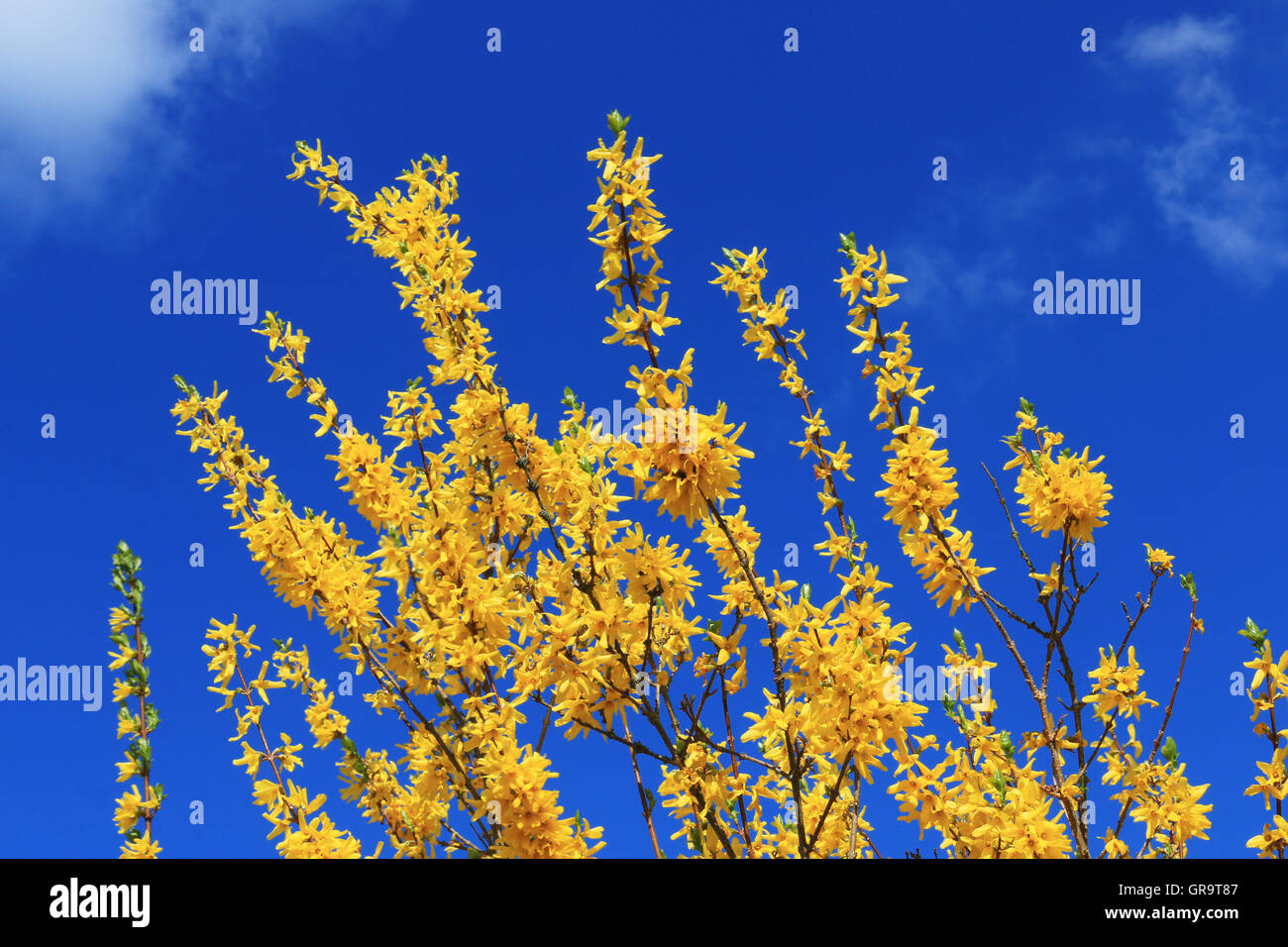 Forsythia bushes hi-res stock photography and images - Alamy