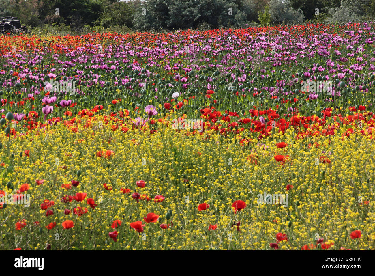 Summery Poppy Field In Burgenland, Austria Stock Photo