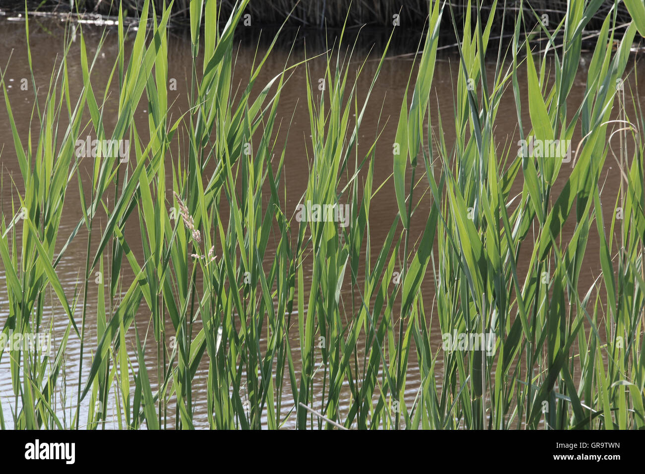 Reeds On Lake Neusiedl In Burgenland Stock Photo
