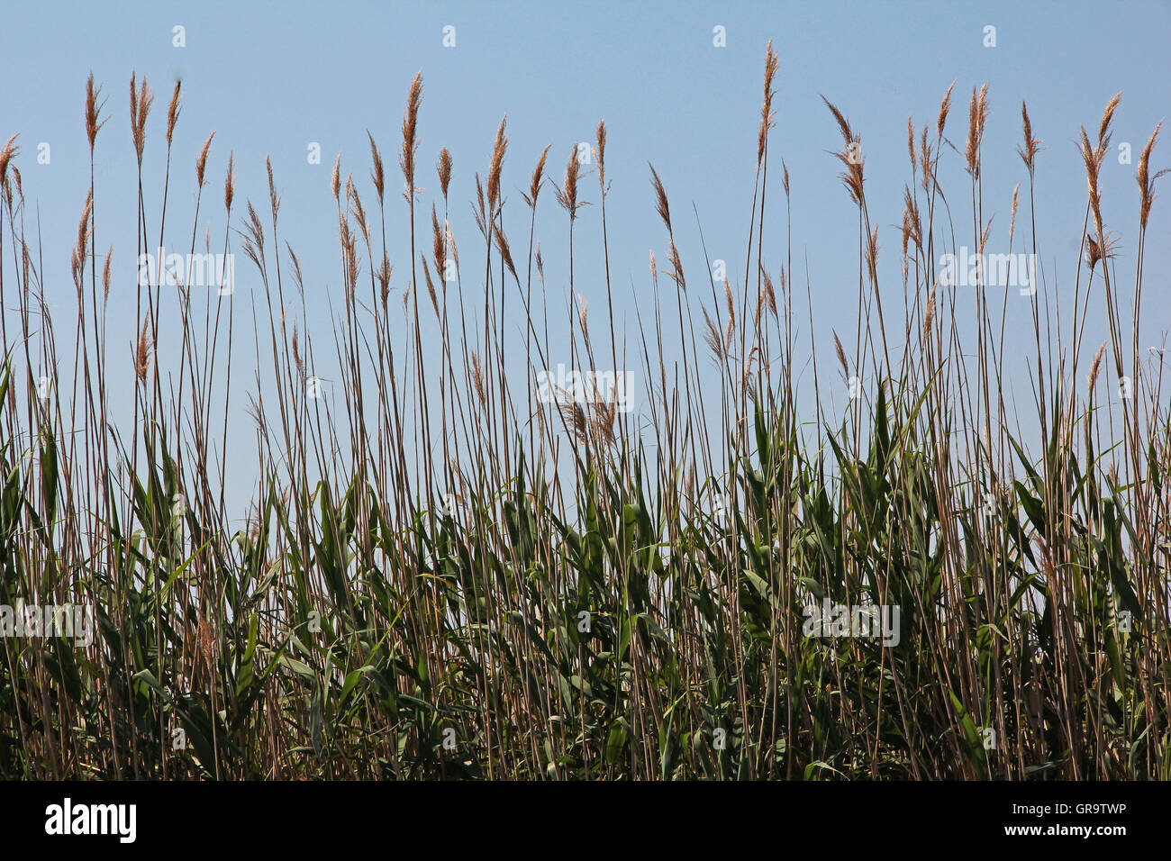 Lack Reeds Reeds On The Lake Stock Photo - Alamy