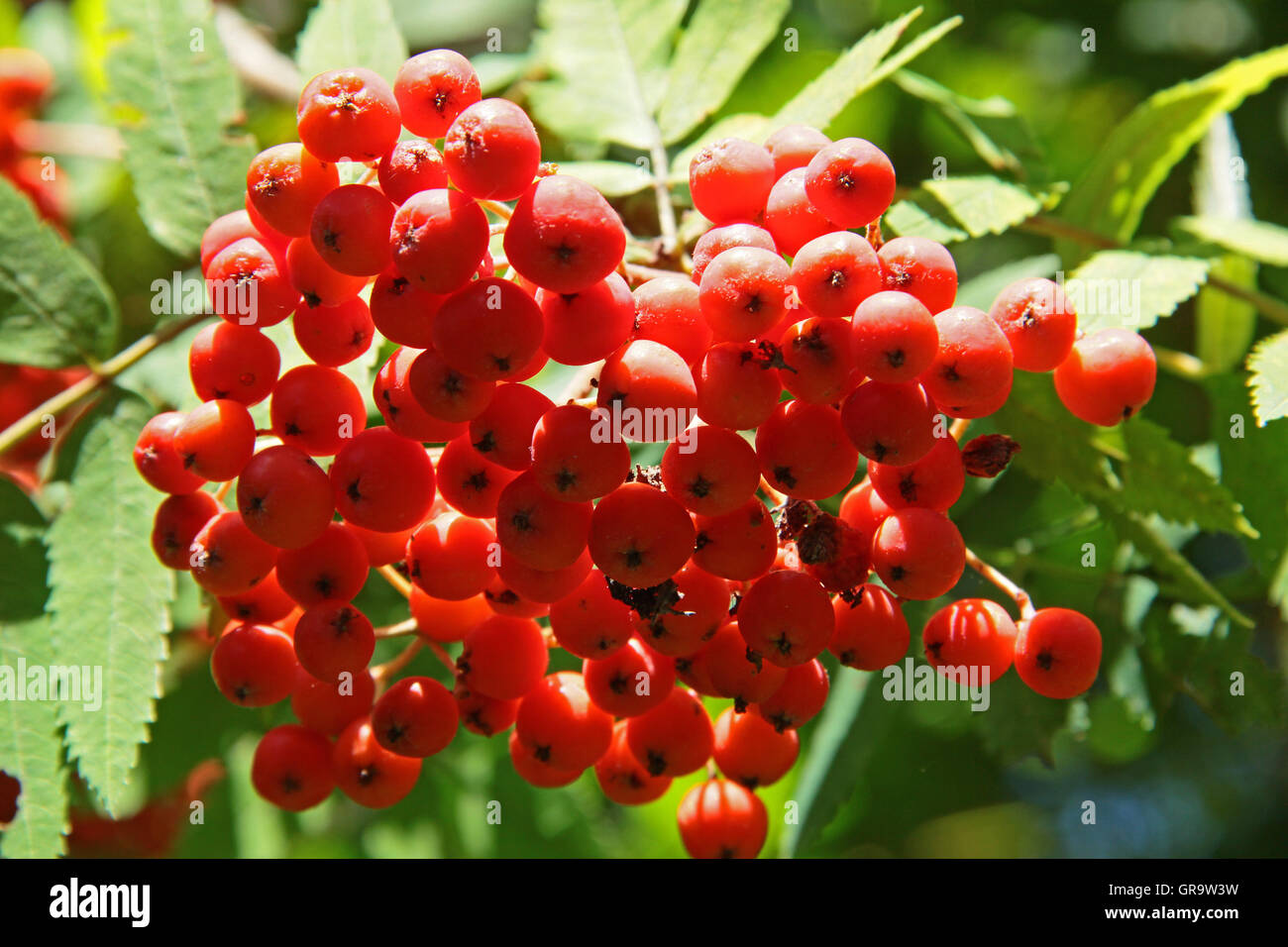 Red Fruits Of Mountain Ash Stock Photo