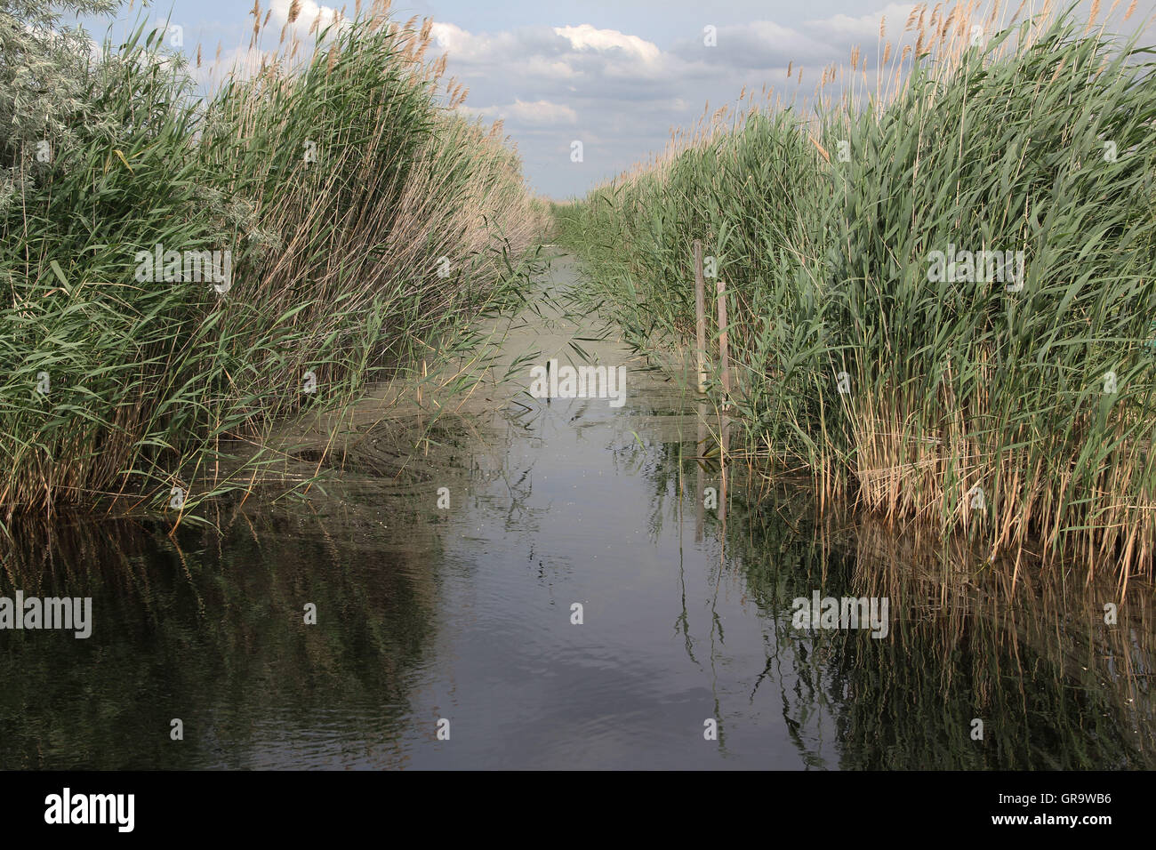 Reed And Channel On Lake Neusiedl In Austria Stock Photo