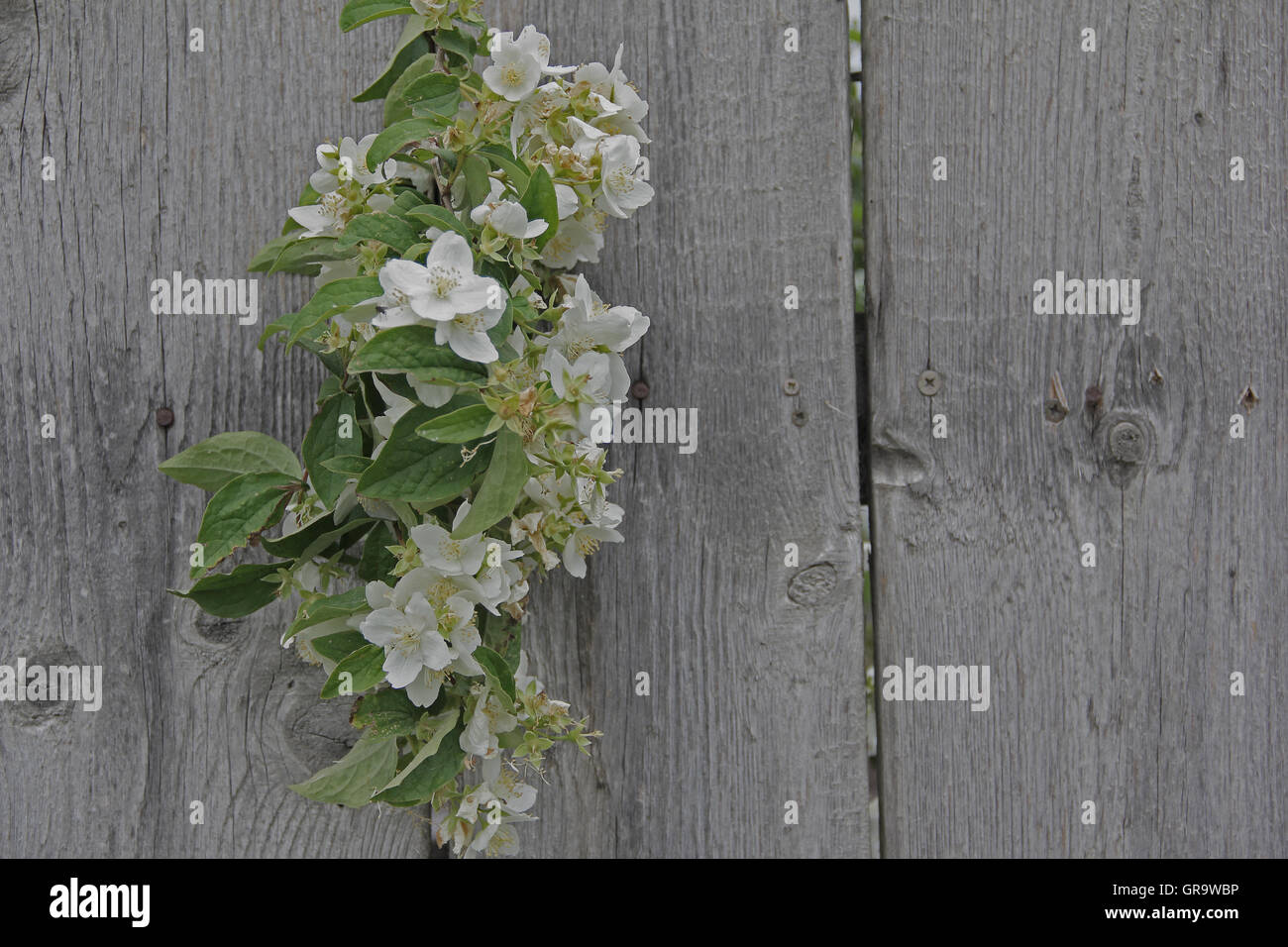 Plants growing fence hires stock photography and images Alamy