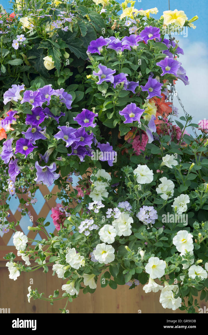 Petunia and verbena flowers in a hanging basket Stock Photo