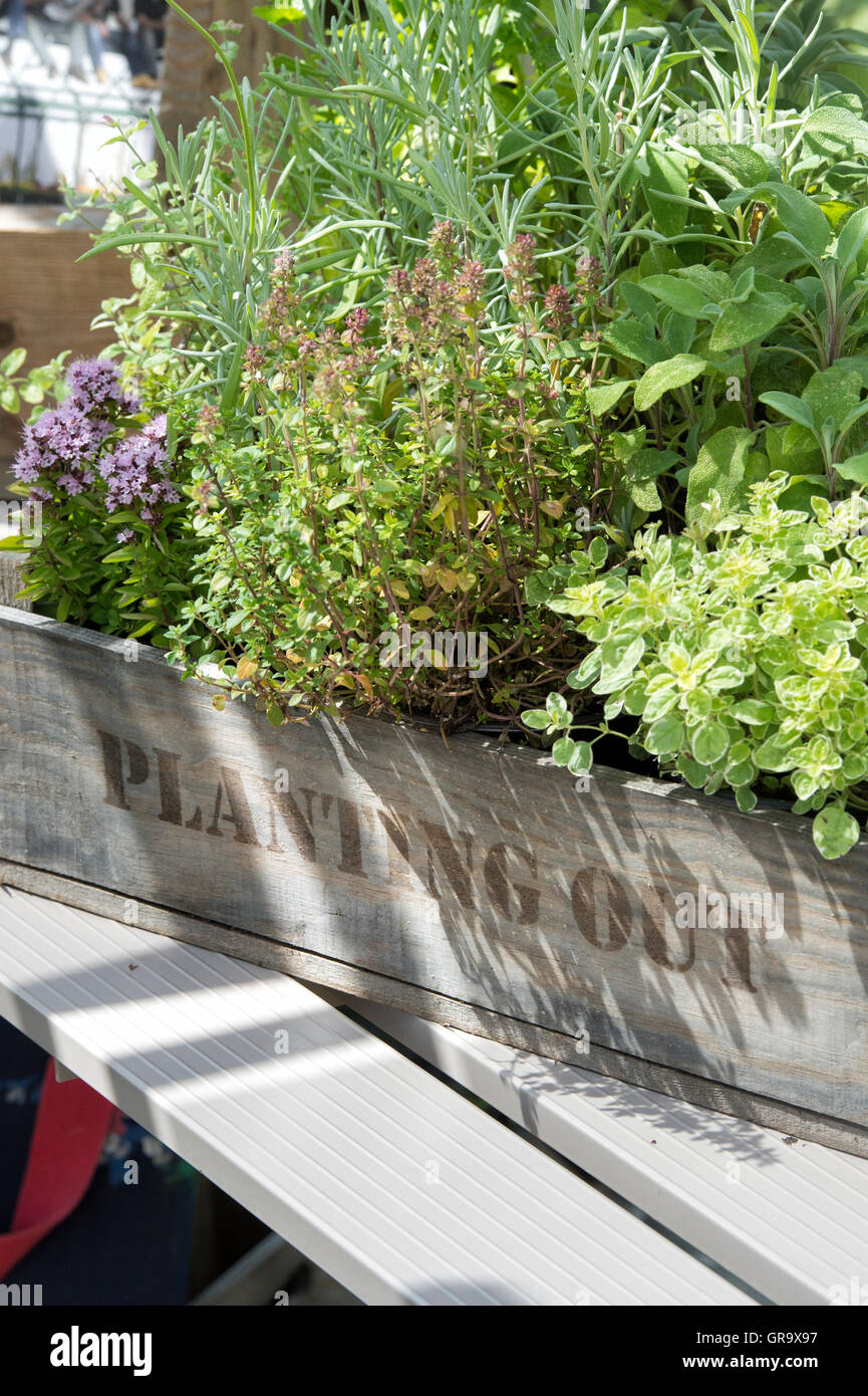 Growing herbs in a wooden tray in a greenhouse. UK Stock Photo