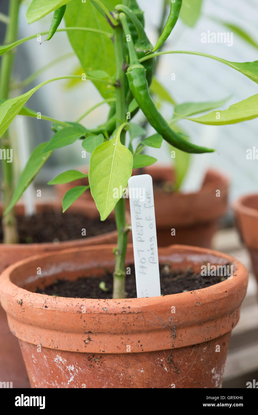 Hot Pepper 'Ring of fire' label and chilli in a plant pot. Extremely