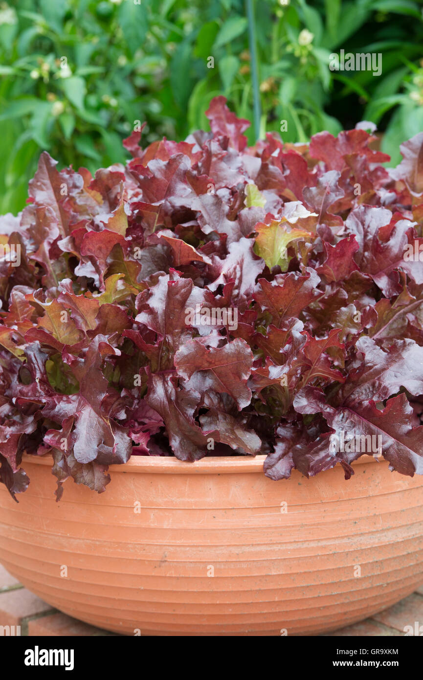 Lettuce growing in a terracotta pot in a small garden. selective focus Stock Photo