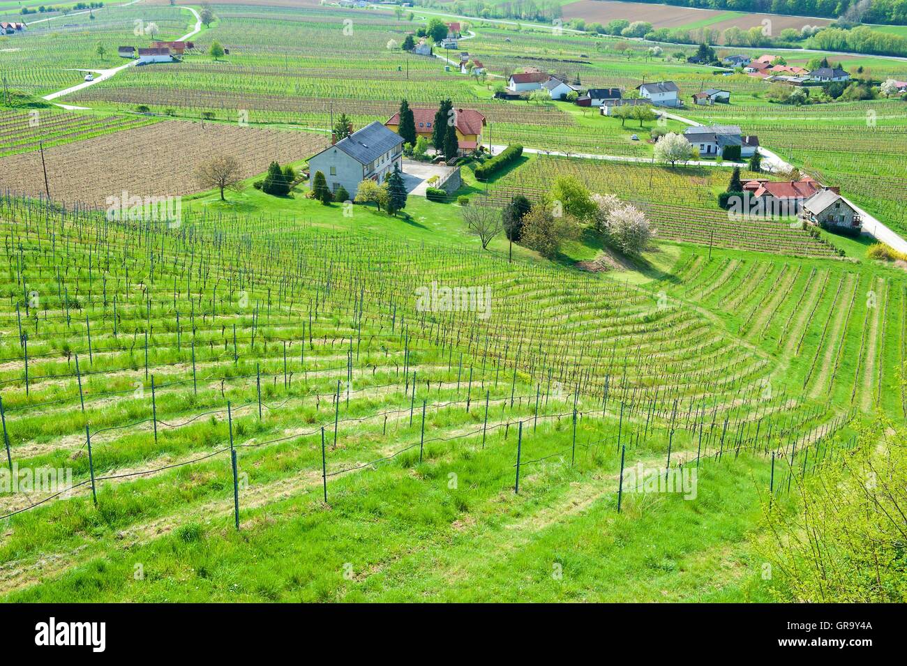 Vineyard In Austria Stock Photo