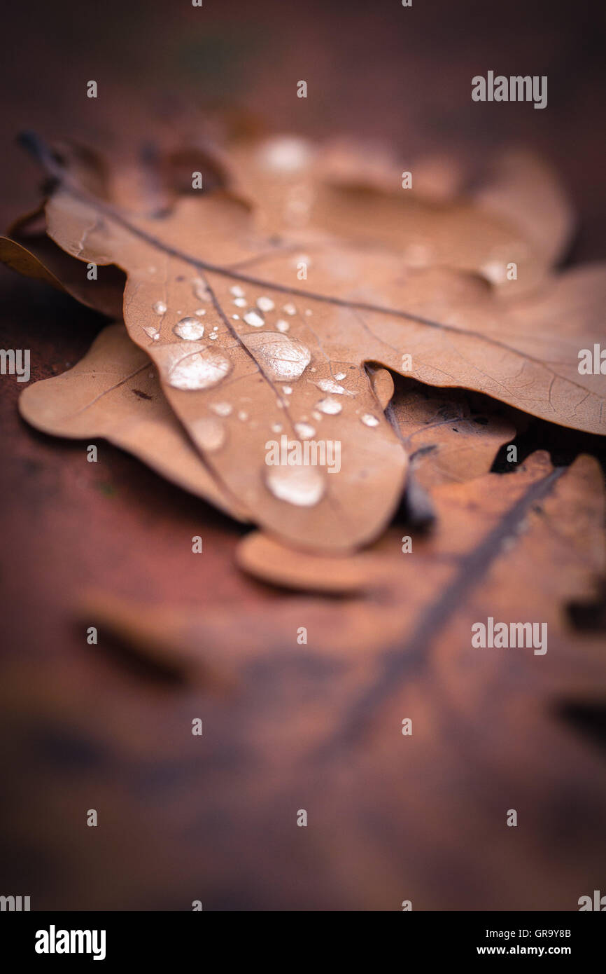 Autumnal Oak Leaves Stock Photo
