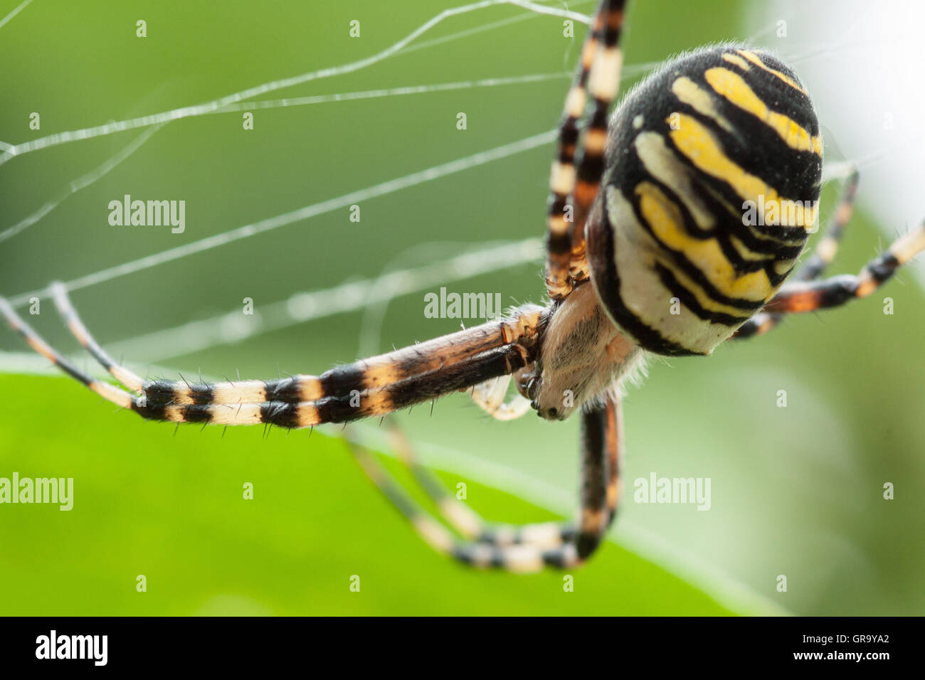 Wasp Spider Argiope Bruennichi Stock Photo