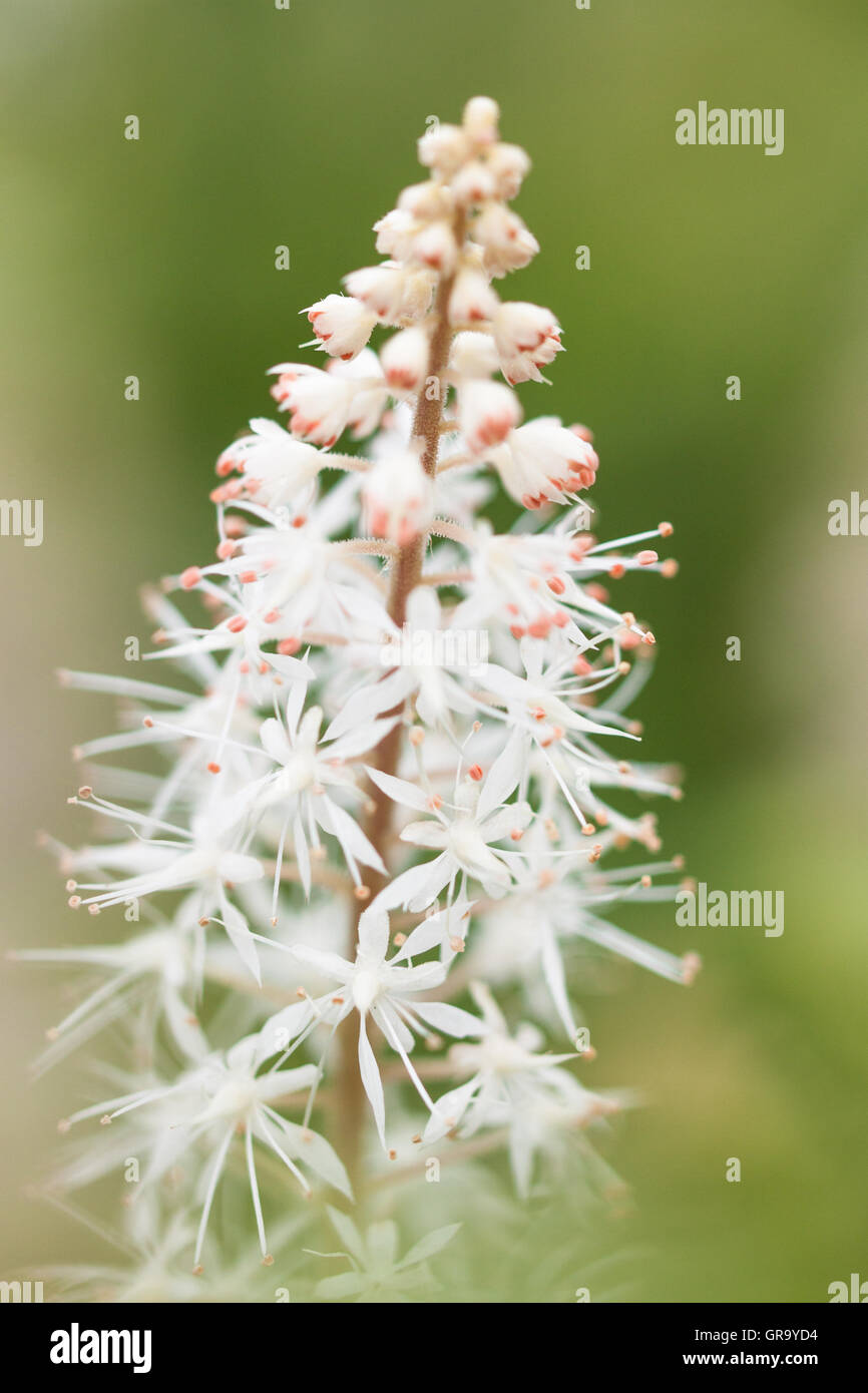 Tiarella Cordifolia Stock Photo