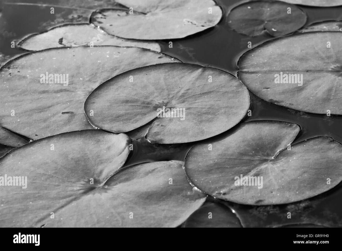Water Lily Leaves Stock Photo