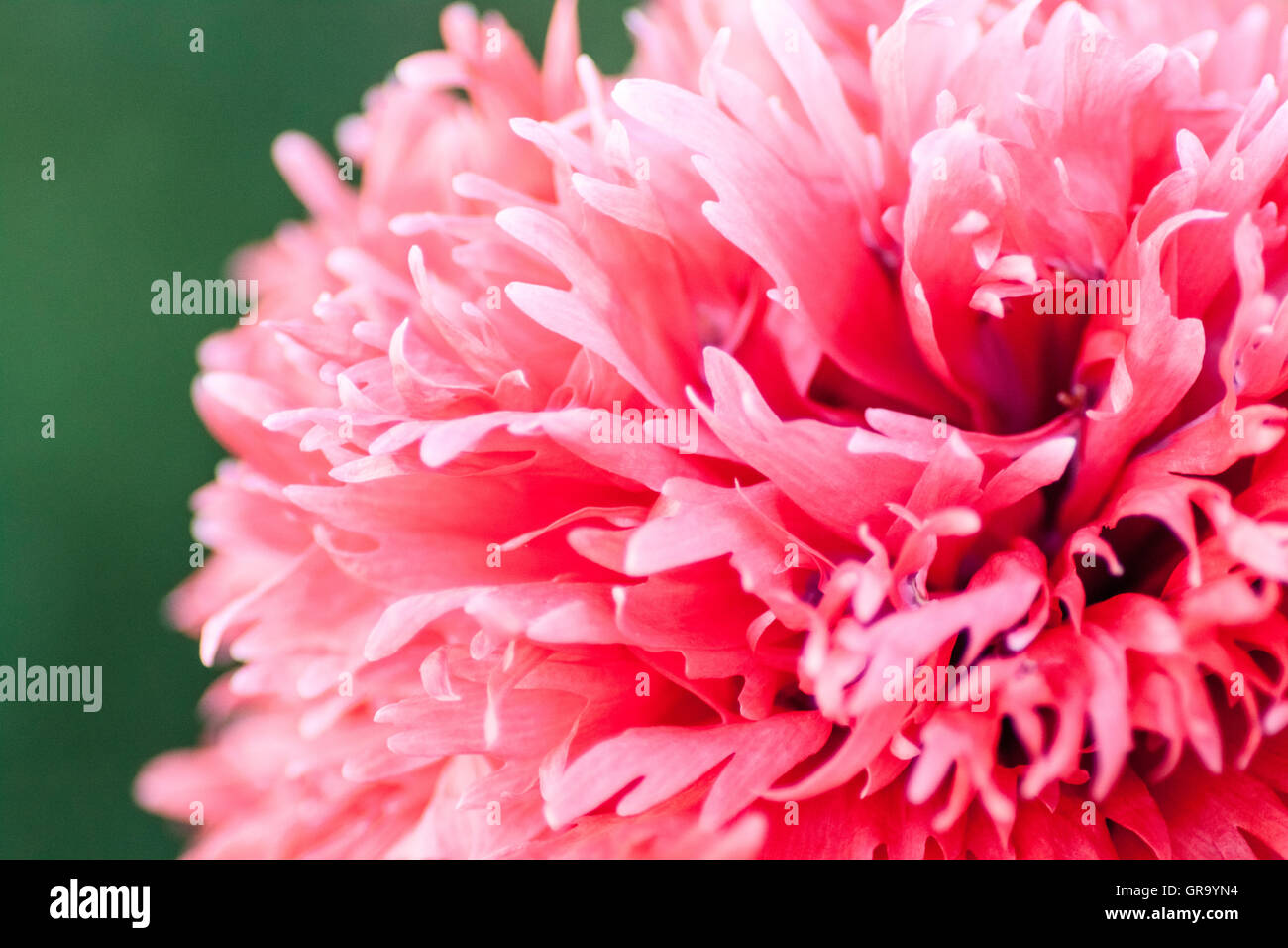 Sleep poppy papaver somniferum hi-res stock photography and images - Alamy