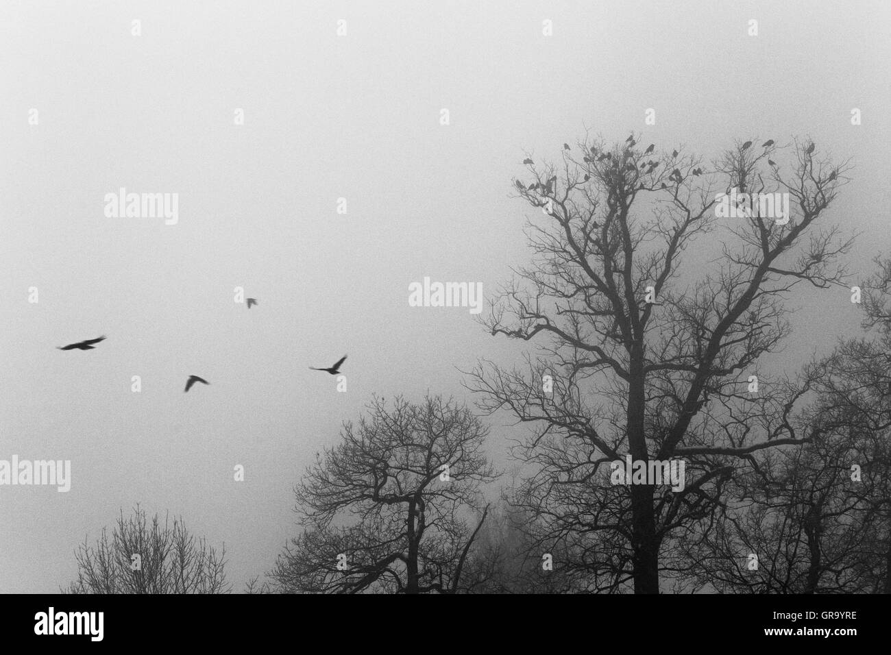 Birds In The Mist Stock Photo Alamy