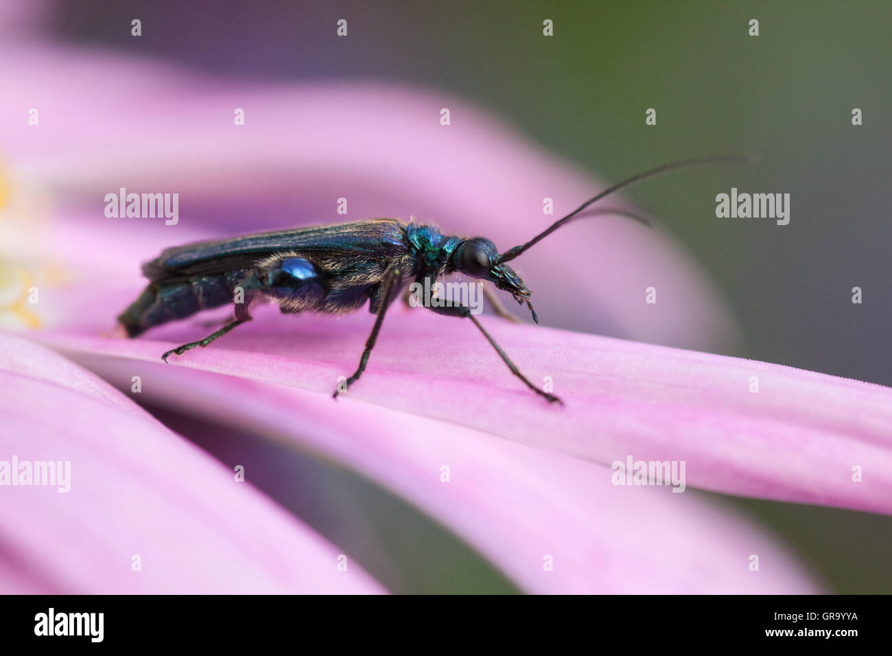 Oedemera nobilis hires stock photography and images Alamy