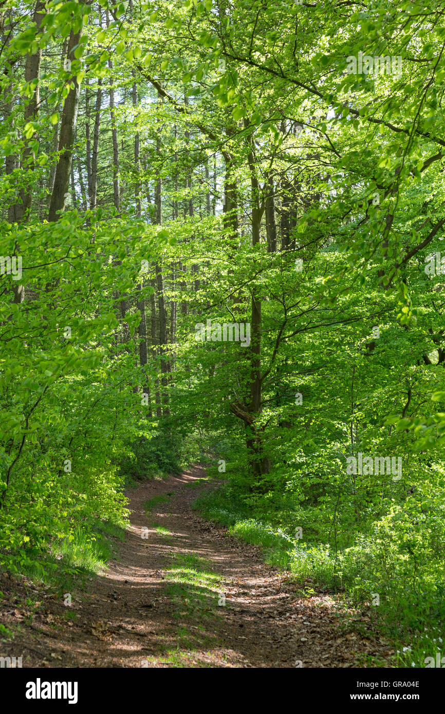Path In The Woods With Lots Of Beeches Stock Photo
