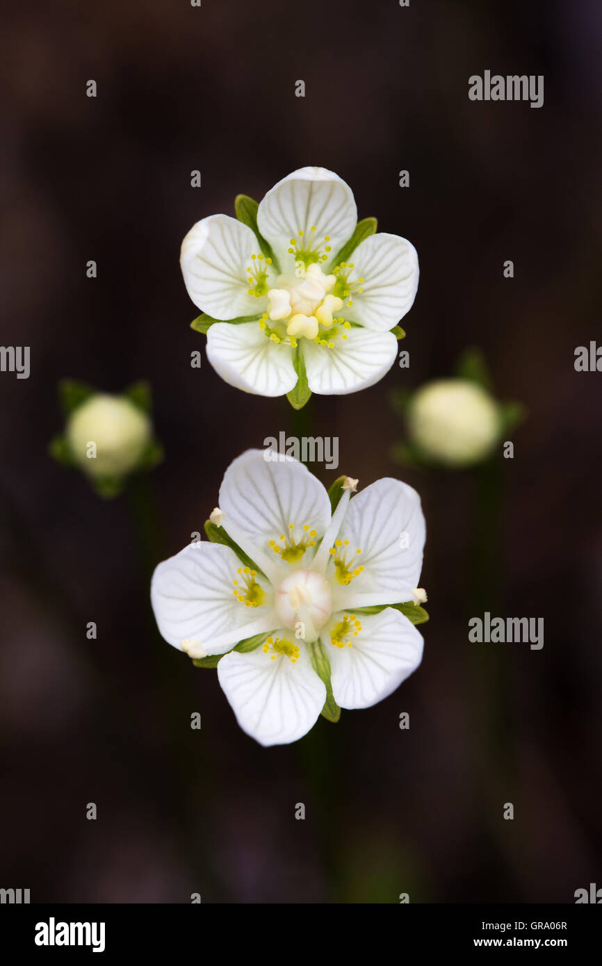 Bog-Star Or Grass Of Parnassus Stock Photo