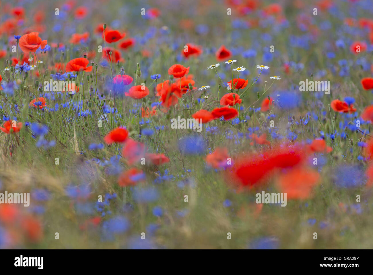 Poppy And Bluebottles And Camomile In A Field Stock Photo