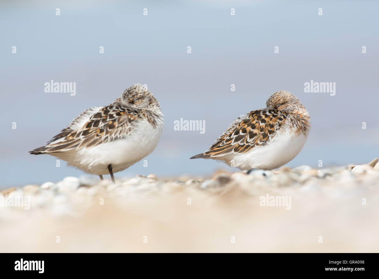 Two Sanderlings Are Standing On One Leg On The Beach And Are Hiding Their Head In The Plumage Stock Photo