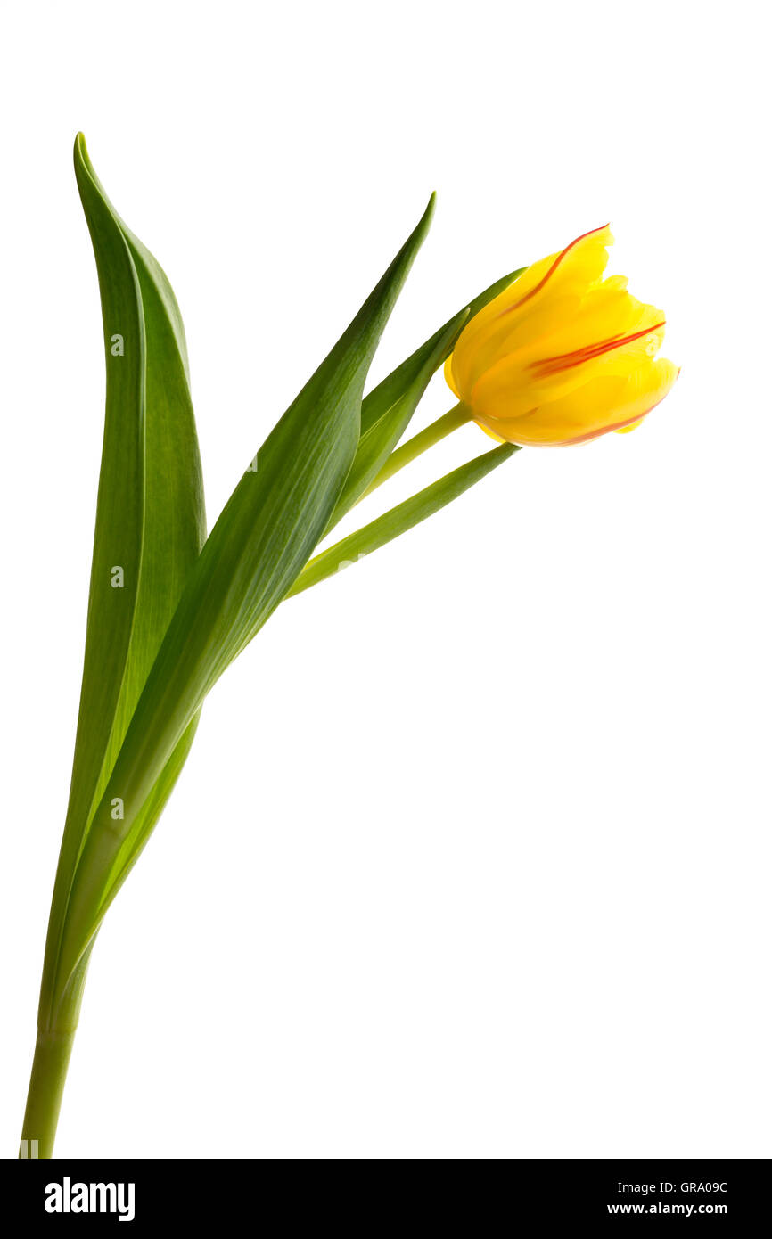 Yellow Tulip Isolated With Plain White Background Stock Photo