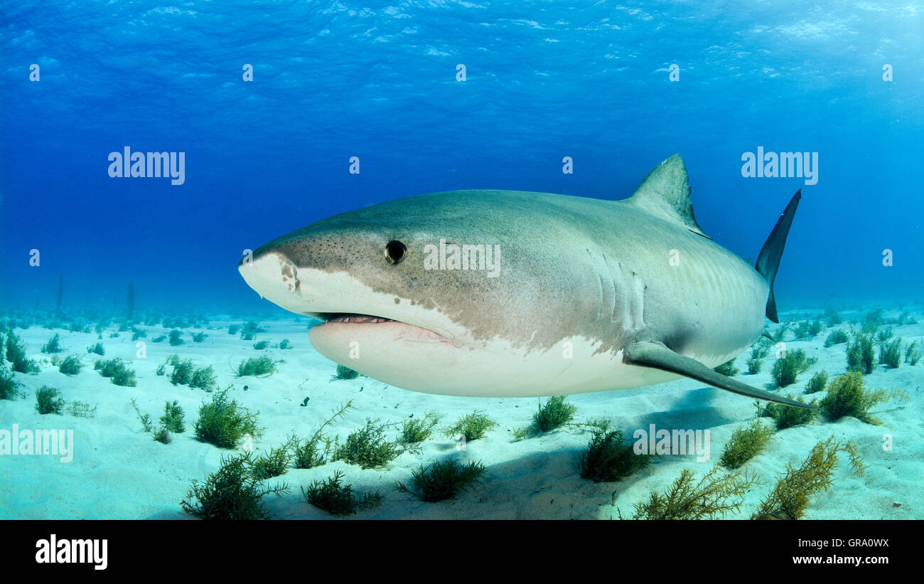Tiger Shark in Bahamas Stock Photo