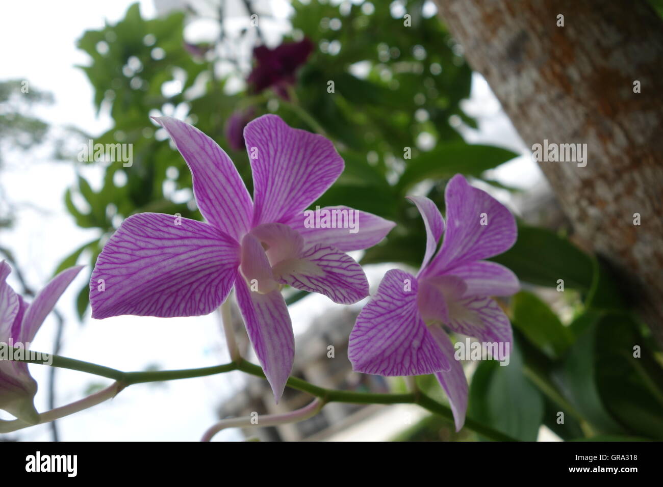 Purple Orchids at Big Buddah Temple, Phuket, Thailand Stock Photo