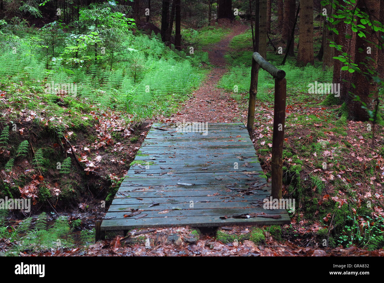 Forested footbridge hi-res stock photography and images - Alamy