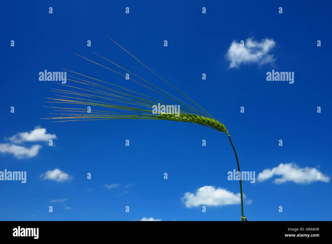 Awns hi-res stock photography and images - Alamy