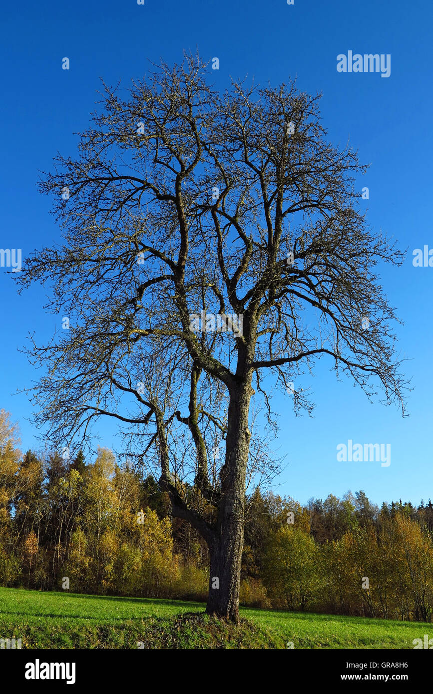 Birnbaum plants hi-res stock photography and images - Alamy