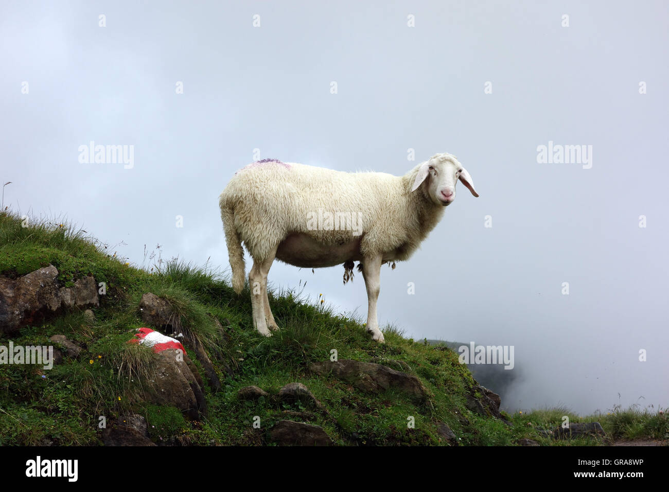 Sheep on a meadow Stock Photo - Alamy