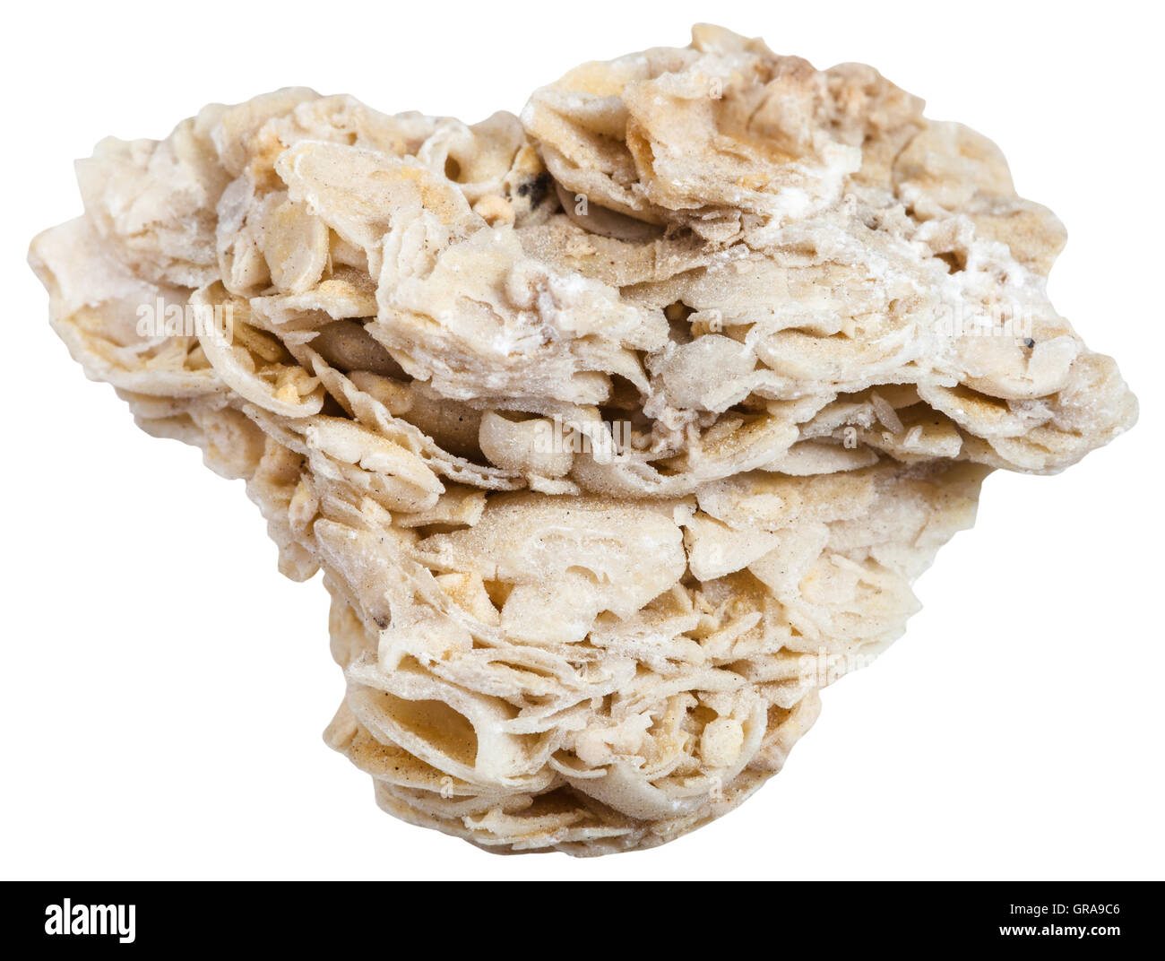 macro shooting of sedimentary rock specimens - coquina limestone (shell rock) mineral isolated on white background Stock Photo