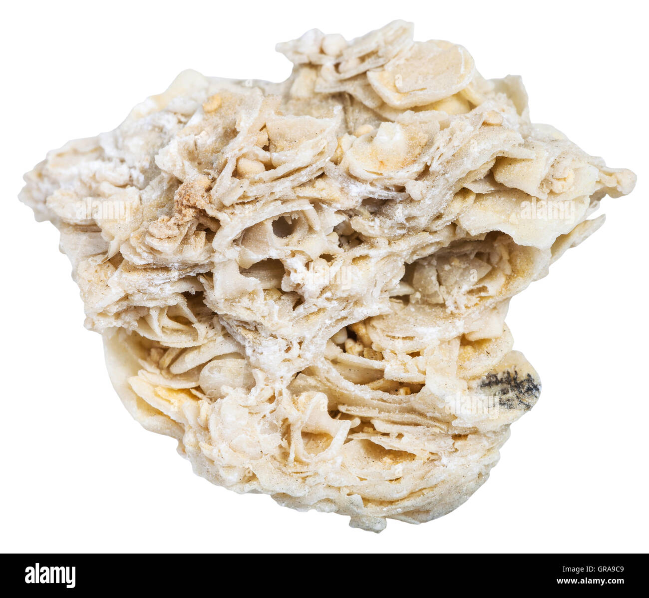 macro shooting of sedimentary rock specimens - coquina limestone (shell rock) stone isolated on white background Stock Photo