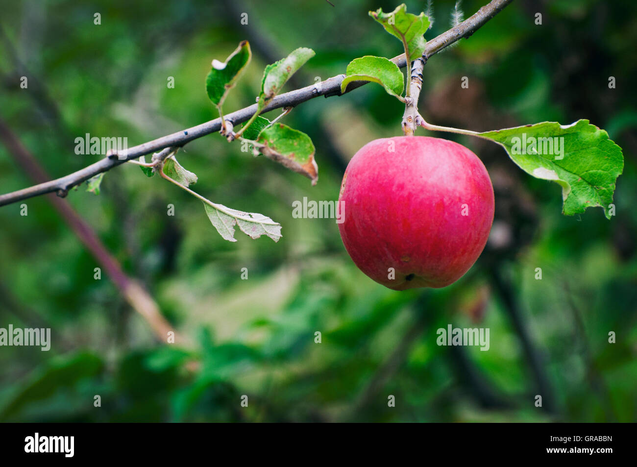 Red apple on a hanging branch against green background Stock Photo - Alamy