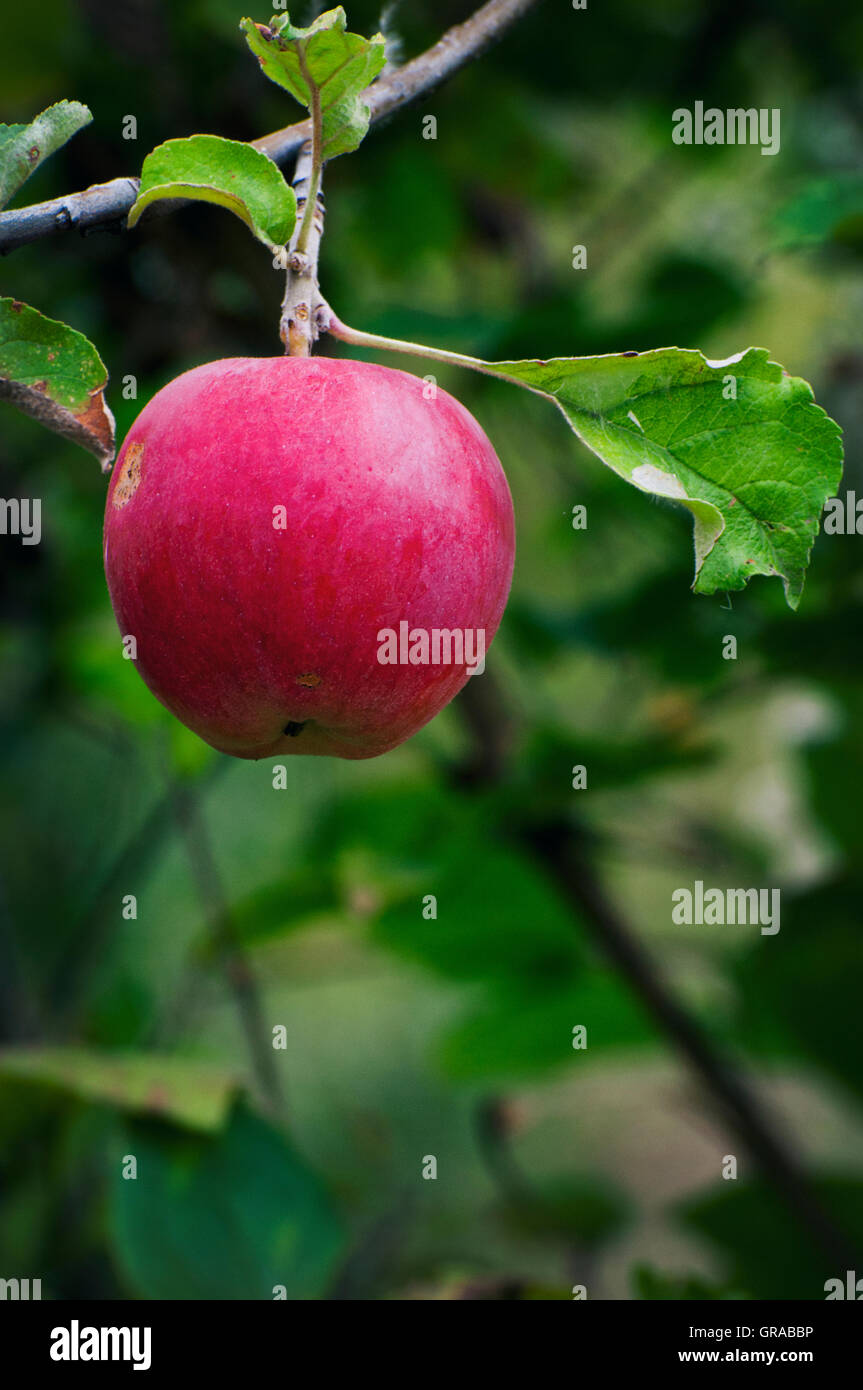 Red apple on a hanging branch against green background. Stock Photo