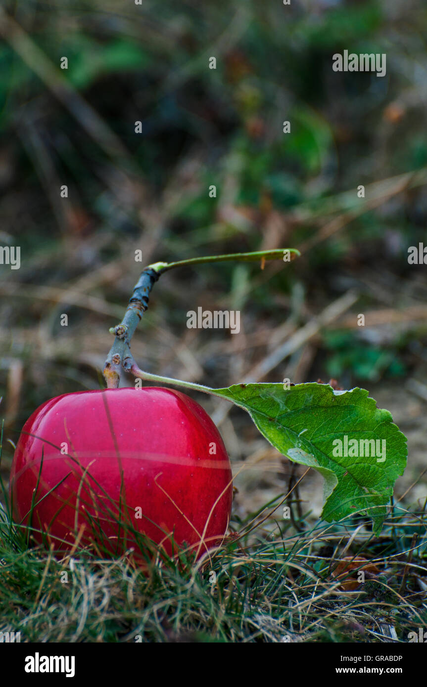 Red apple on a hanging branch against green background. Stock Photo