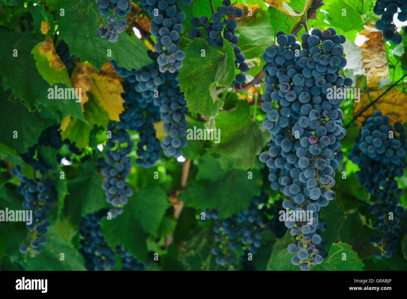 Red wine grape in autumn Stock Photo - Alamy