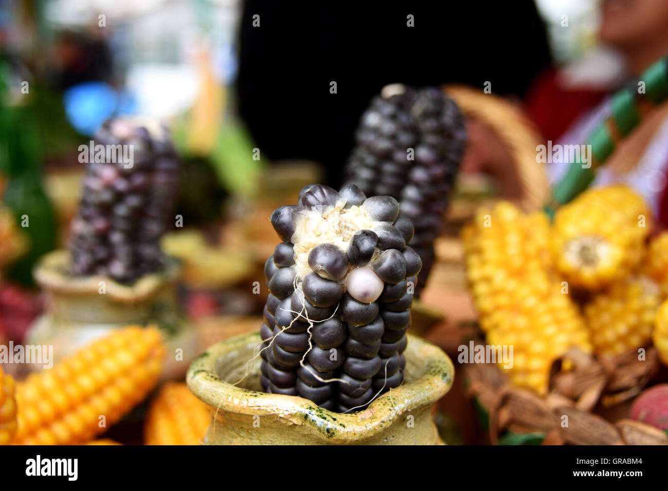 Purple and yellow corn cobs in crock pots Stock Photo
