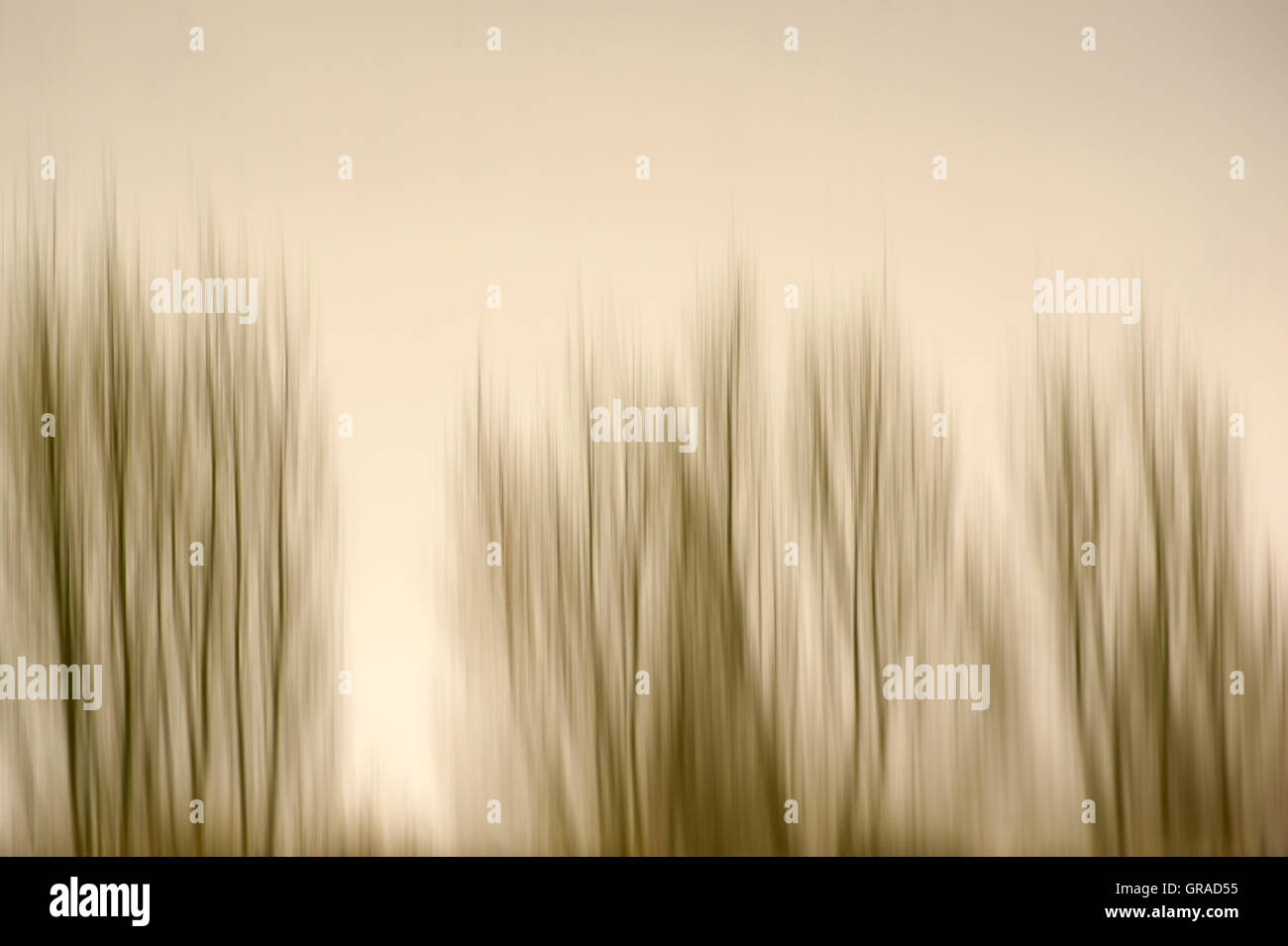Blurred Tree Row Stock Photo - Alamy
