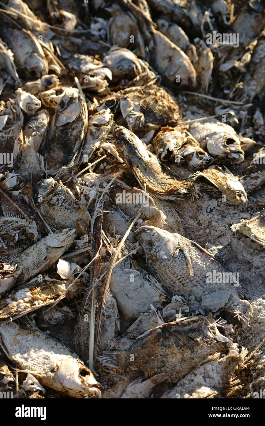 Dead Fishes At The Salton Sea Stock Photo