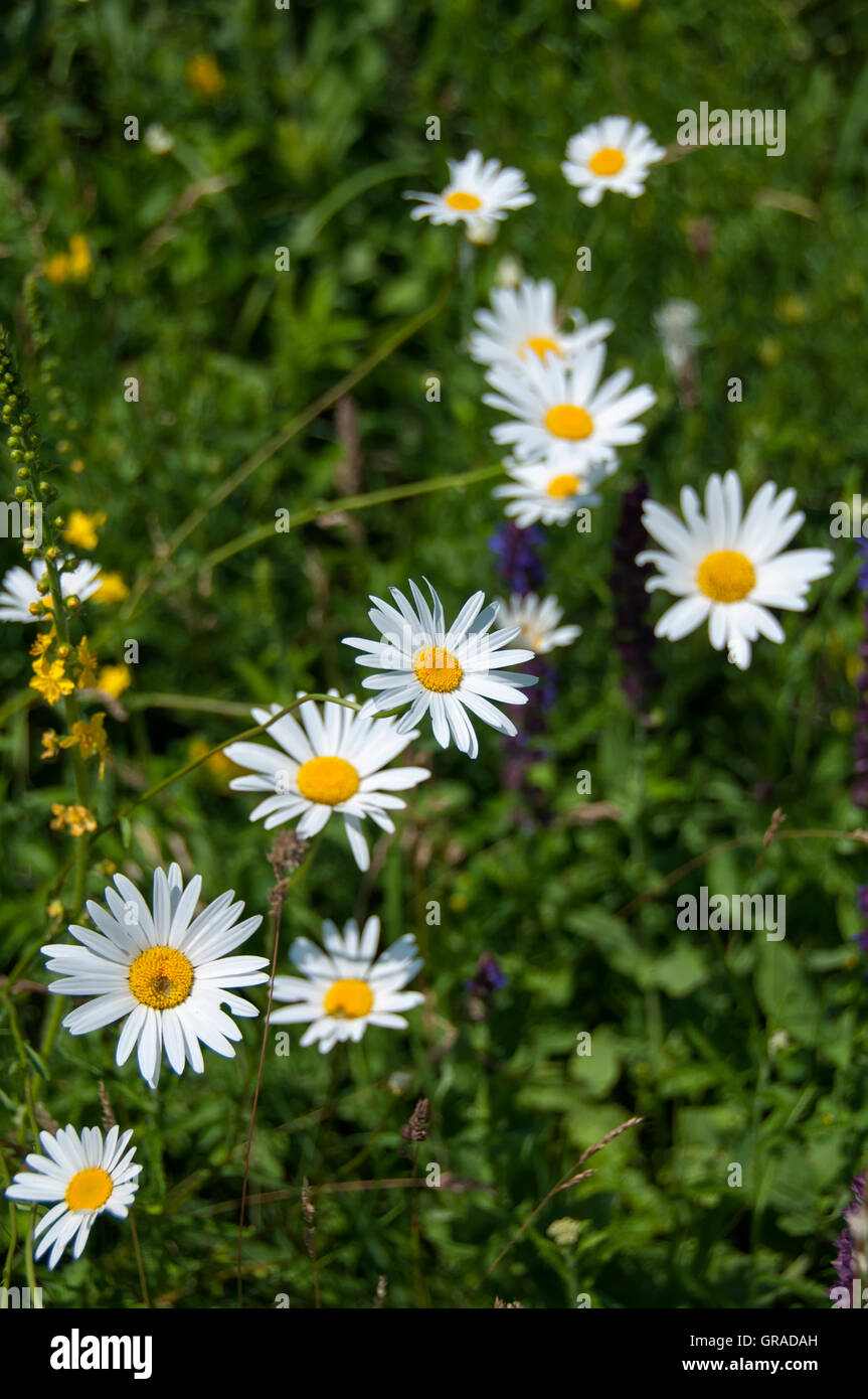 Chamomile flowers in spring (Matricaria chamomilla Stock Photo - Alamy