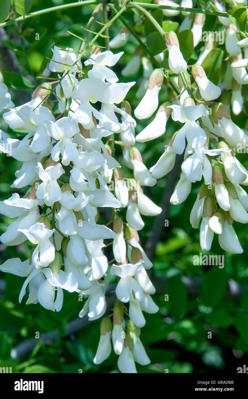 Black locust (robinia pseudoacacia) flowers in spring Stock Photo Alamy