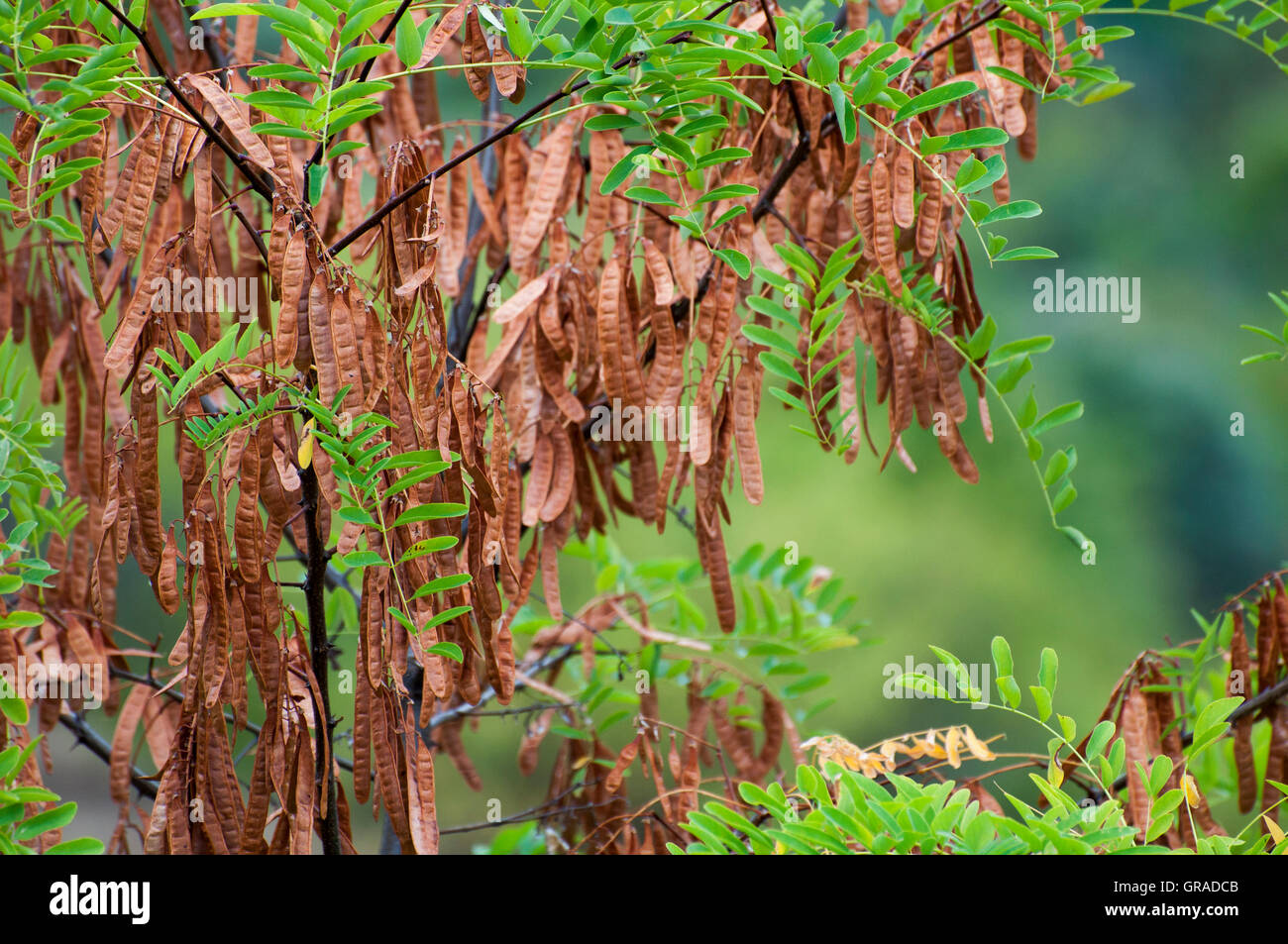 Black locust seeds hanging and dry so that the black seed fall out