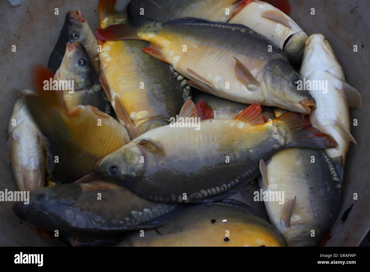 Carp Fish Stock Photo