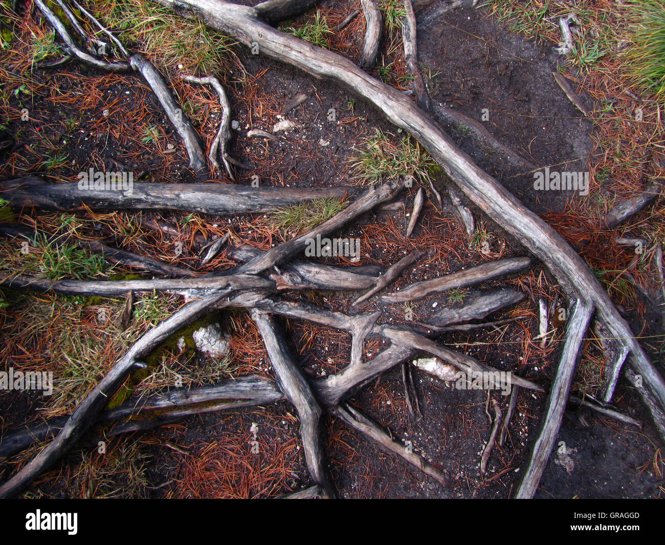 Roots mount hi-res stock photography and images - Alamy
